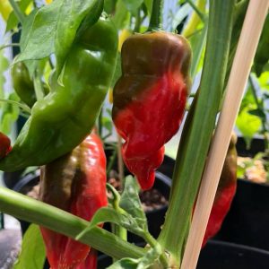 Aji Verde